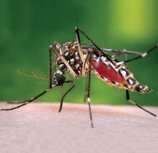 Health Department: Mosquito-borne illness suspected in Maui resident